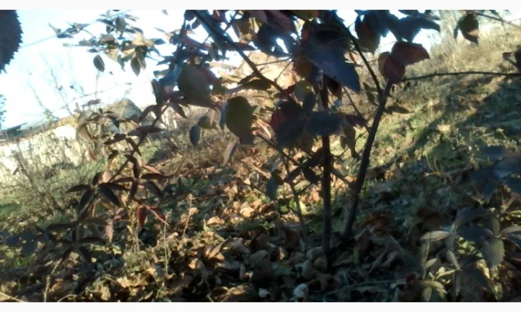 Саджанці ожини Потрійна Корона, Вошито та інш - фото № 3