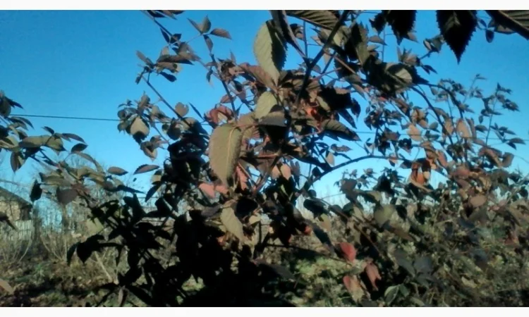 Саджанці ожини Потрійна Корона, Вошито та інш - фото № 1