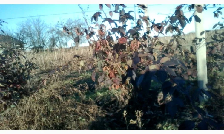 Саджанці ожини Потрійна Корона, Вошито та інш - фото № 2