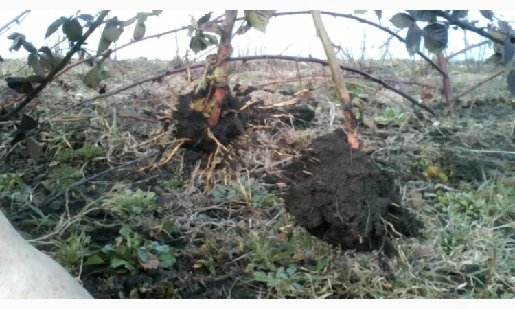 Саджанці ожини Потрійна Корона - фото № 4