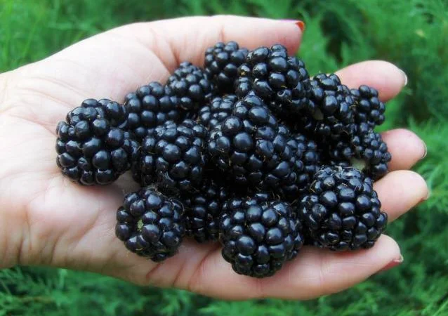 Продам саженцы бесшипной крупноплодной ежевики торнфри - фото № 1