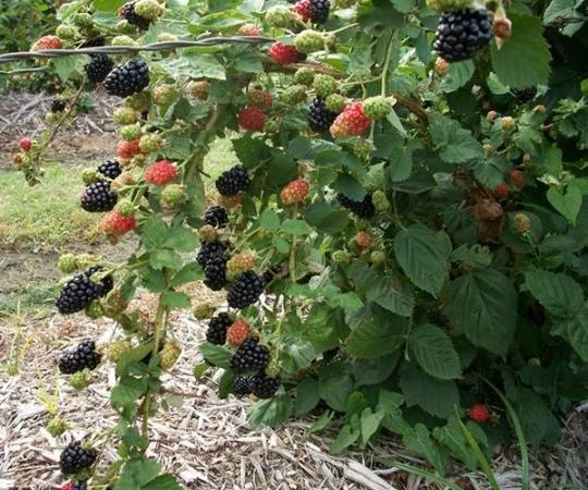 Продам саженцы бесшипной крупноплодной ежевики торнфри - фото № 3