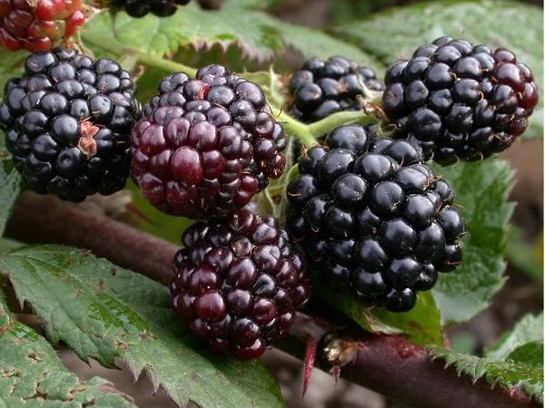 Продам саженцы бесшипной крупноплодной ежевики торнфри - фото № 5