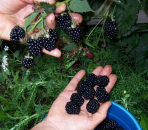 Продам саженцы бесшипной крупноплодной ежевики торнфри - фото № 7