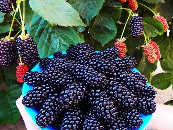 Ежевика саженцы сортовые крупная ягода - фото № 1