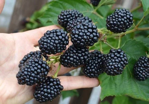 Ежевика саженцы сортовые крупная ягода - фото № 3