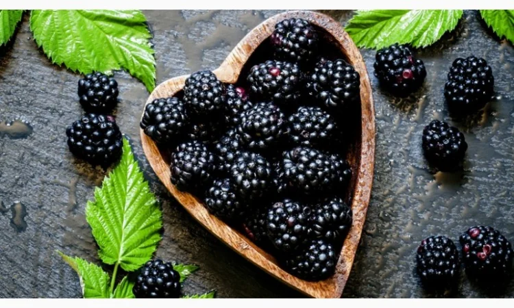 Ежевика саженцы сортовые крупная ягода - фото № 4