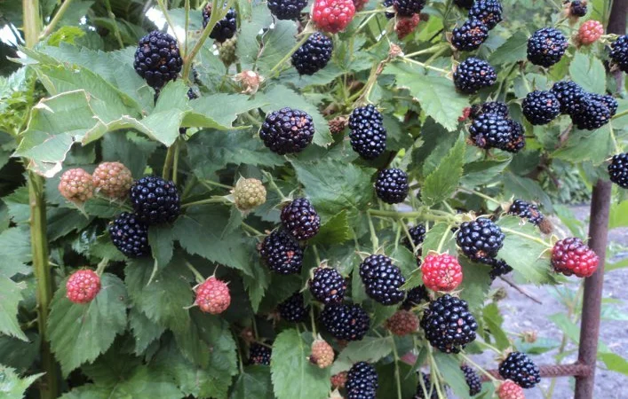 Ежевика саженцы сортовые крупная ягода - фото № 5