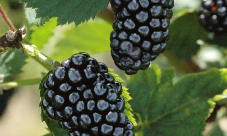 Саженцы ежевики Арапахо 2-х летний - фото № 1