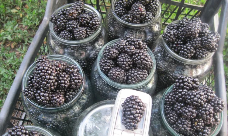 Продам саженцы ежевики - фото № 1