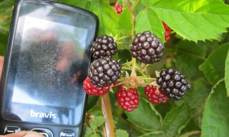 Продам саженцы ежевики - фото № 1