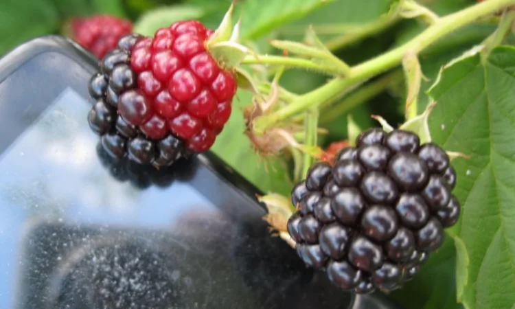 Продам саженцы ежевики - фото № 2