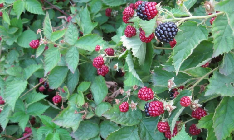 Продам саженцы ежевики - фото № 3