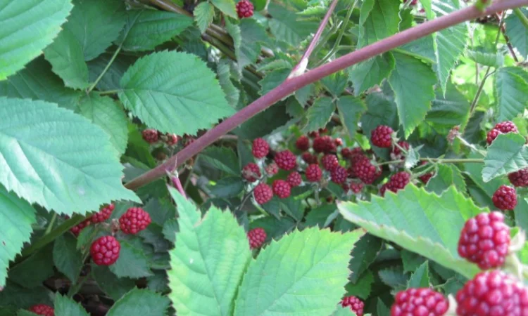 Продам саженцы ежевики - фото № 4