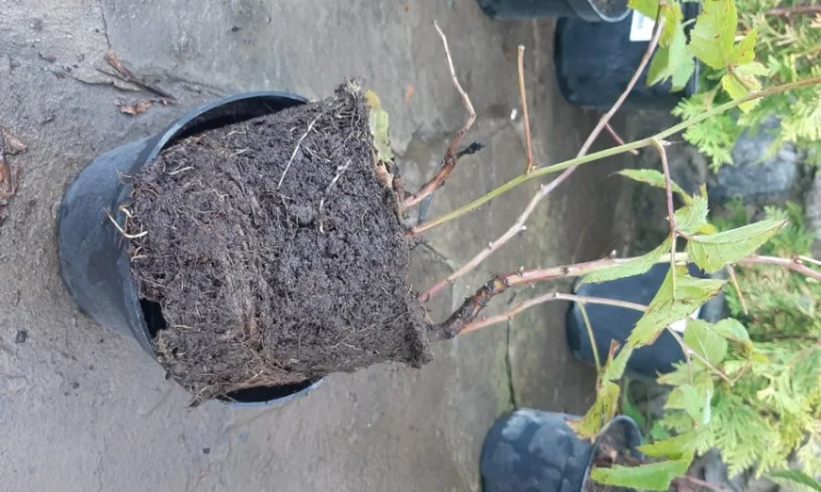 Саженцы ежевики - фото № 1