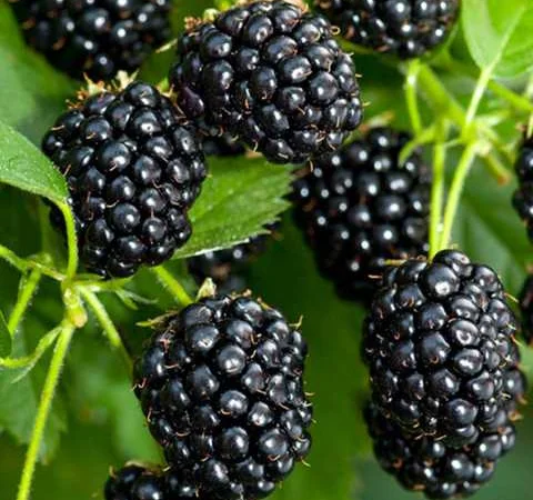 Ожина Блек Джем - фото № 1