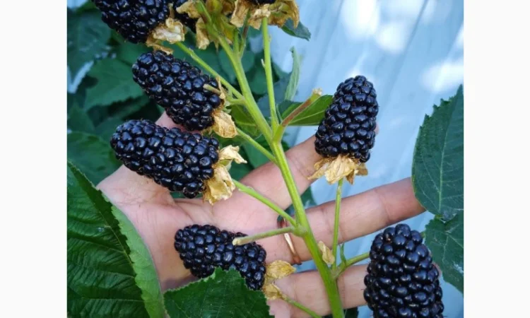 Ожина Блек Джем - фото № 2