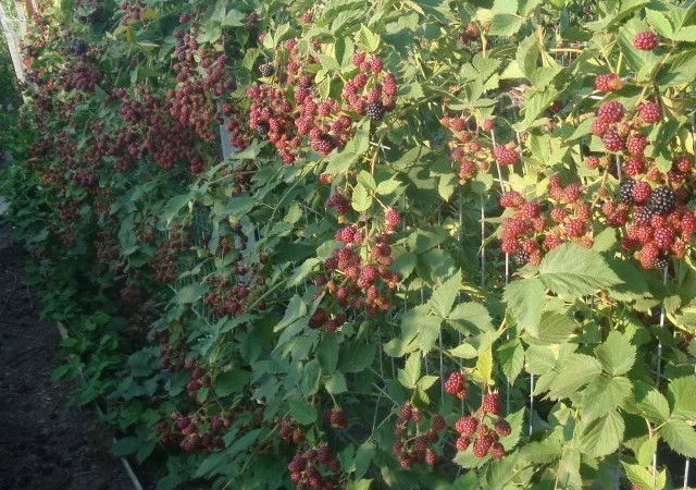 Ожина Блек Джем - фото № 3