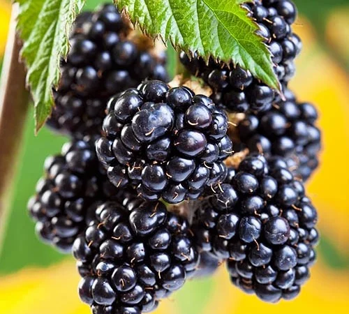 Продам ожину Лохтей - фото № 1