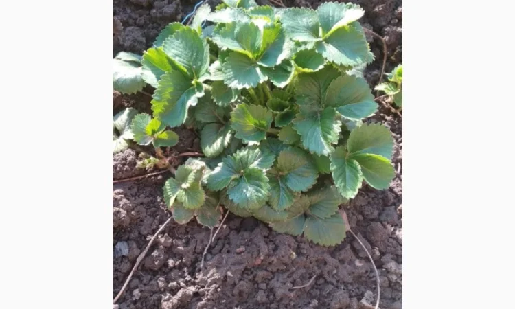 Земклуника- Купчиха, Пенелопа, Бояриня. Безусые сорта земляники садовой крупноплодной - фото № 1