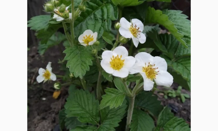 Земклуника- Купчиха, Пенелопа, Бояриня. Безусые сорта земляники садовой крупноплодной - фото № 3