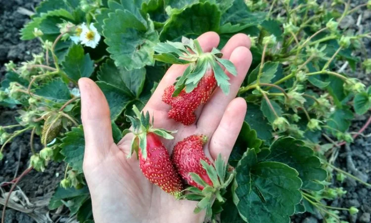 Саженцы земляники Купчиха и других сортов - фото № 4