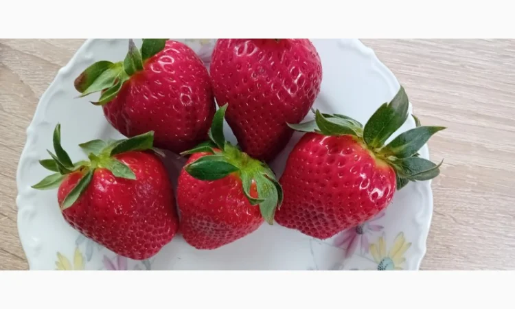 Саженцы клубники Гигантелла на продажу - фото № 1