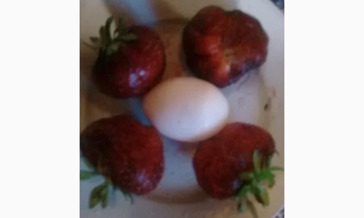 Продается саженцы клубники Гигантелла Макси - фото № 1