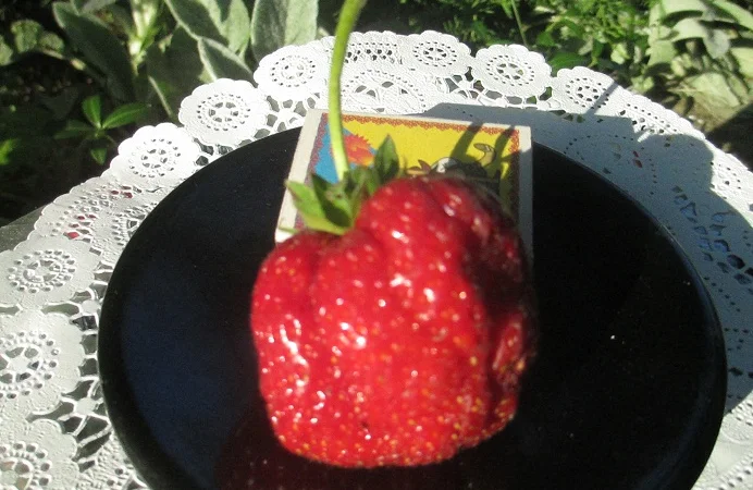 Пропонуються саженці крупноплідної клубніки - фото № 2