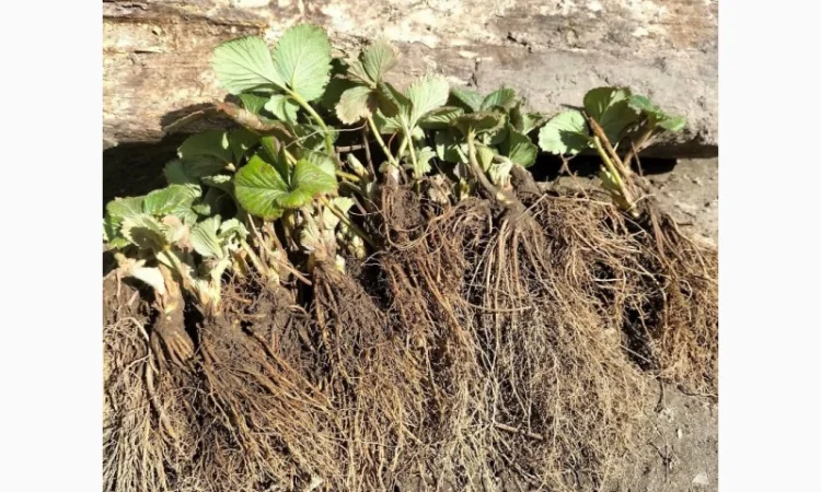 Продаются саженцы ранней клубники Румба - фото № 2