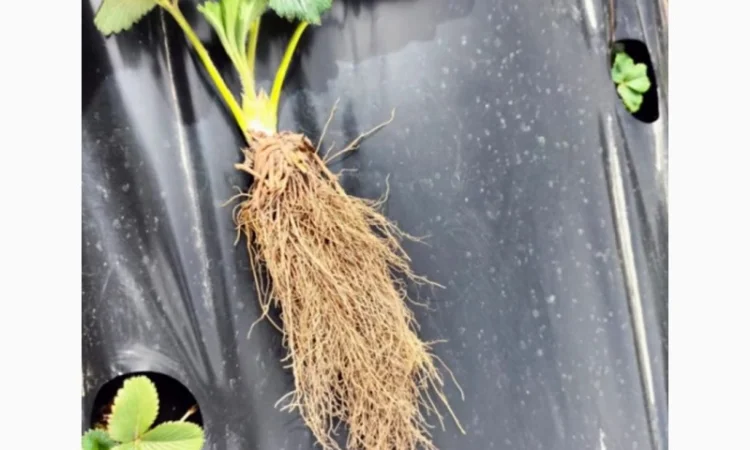 Продаются саженцы ранней клубники Румба - фото № 3