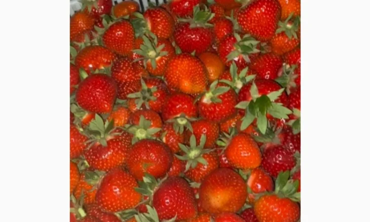 Продаются саженцы ранней клубники Румба - фото № 4