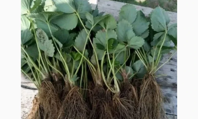 Продаются саженцы ранней клубники Румба - фото № 5