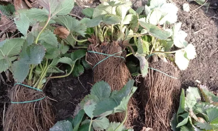 Продаются саженцы ранней клубники Румба - фото № 6