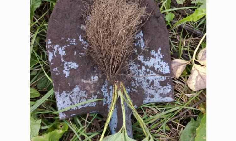 Продаются саженцы ранней клубники Румба - фото № 1