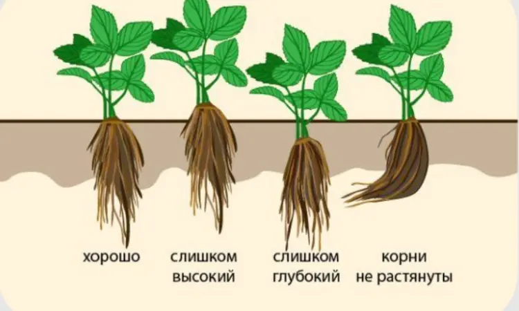 Клубника рассада свежекопаная. Рассада клубники - большой выбор сортов - фото № 8