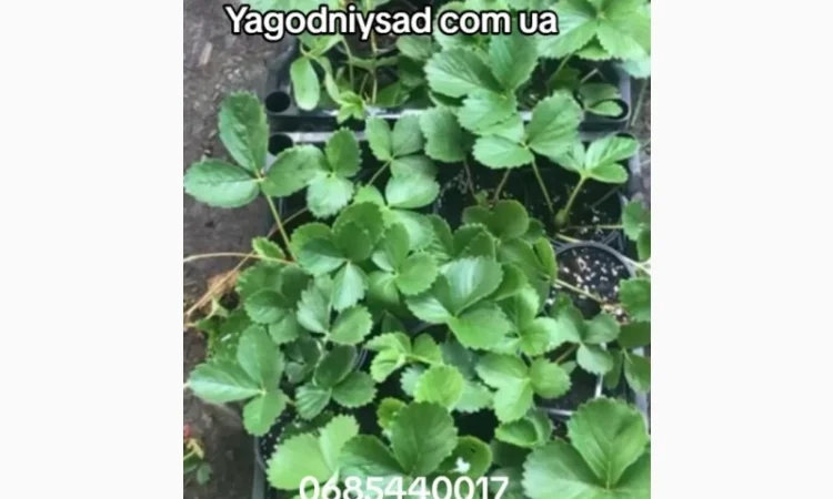 Продам саджанці полуниці 75 сортів, (ЗКС) в горщиках 200 мл - фото № 1