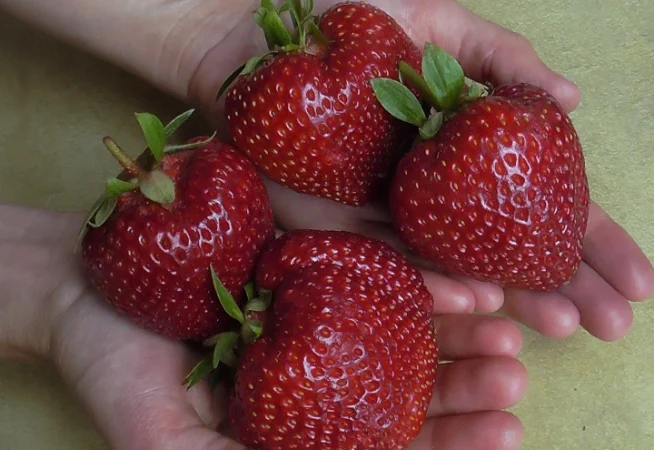 Продам саджанці полуниці 75 сортів, (ЗКС) в горщиках 200 мл - фото № 9