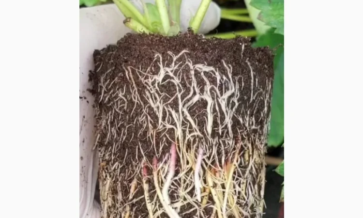 Продам саджанці полуниці 75 сортів, (ЗКС) в горщиках 200 мл - фото № 3