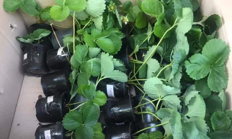 Продам саджанці полуниці 75 сортів, (ЗКС) в горщиках 200 мл - фото № 4