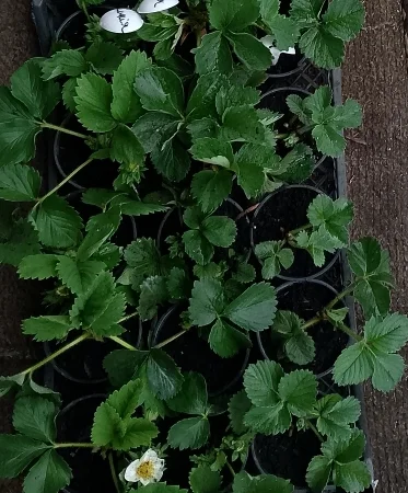 Продам саджанці полуниці 75 сортів, (ЗКС) в горщиках 200 мл - фото № 5