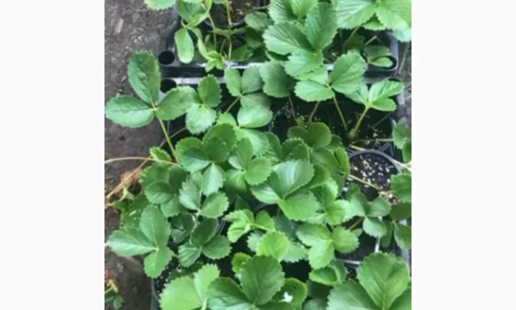 Продаются саженцы клубники 75 сортов - фото № 7