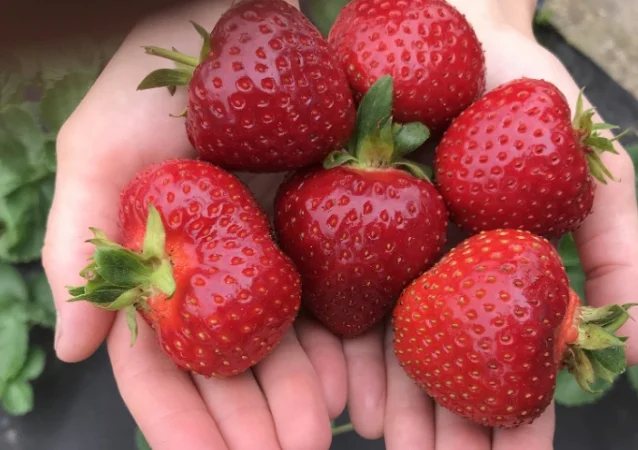 Продам саджанці полуниці 75 сортів, (ЗКС) в горщиках 200 мл - фото № 7