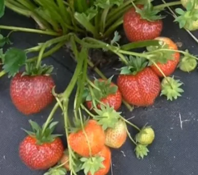 Продам саджанці полуниці 75 сортів, (ЗКС) в горщиках 200 мл - фото № 8