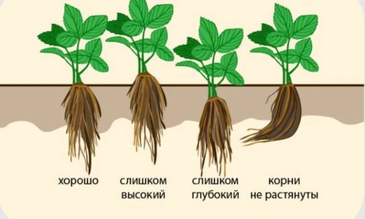 Качественные саженцы клубники на весну 2026 года - фото № 8