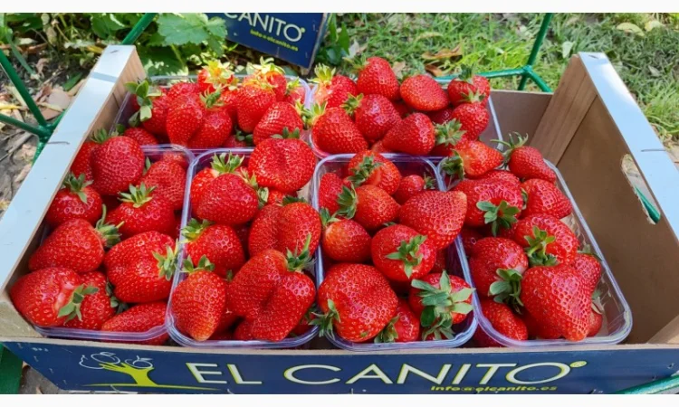 Саджанці елітних сортів полуниці (Нідерланди) - фото № 1