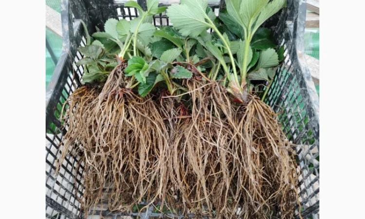 Саджанці елітних сортів полуниці (Нідерланди) - фото № 2