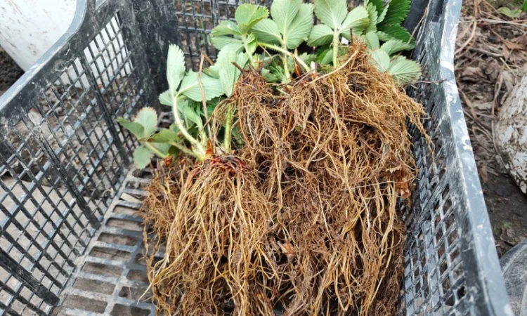 Саджанці елітних сортів полуниці (Нідерланди) - фото № 3