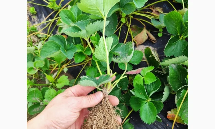 Саджанці елітних сортів полуниці (Нідерланди) - фото № 4