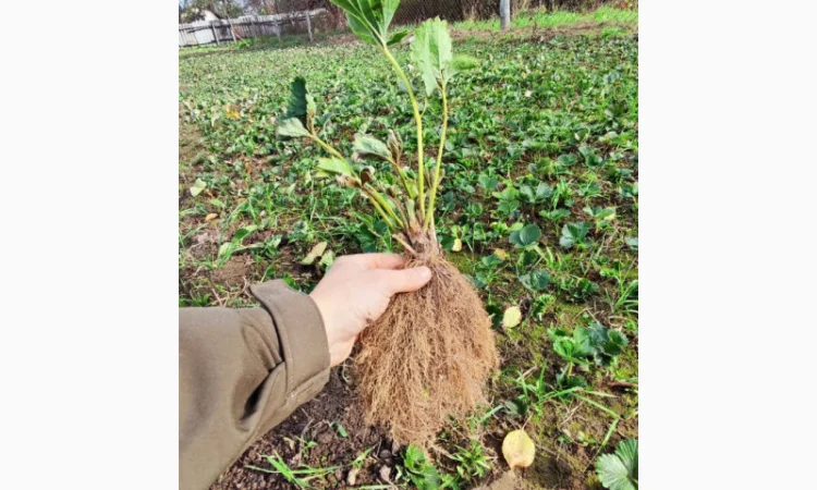 Элитные сорта саженцев клубники из Нидерландов - фото № 1